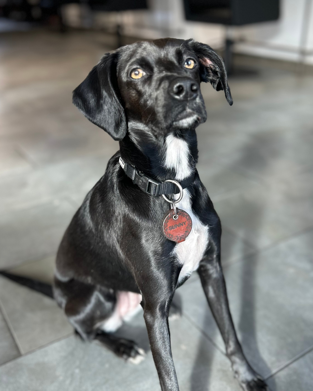 Sunny (1080 x 1350 px)